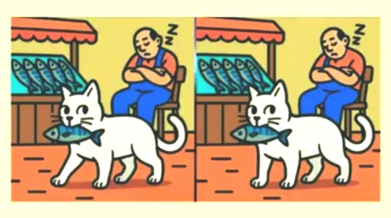 balik-kedi-farklar-f2na.webp