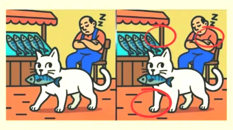 balik-kedi-cozmek-nt64.webp