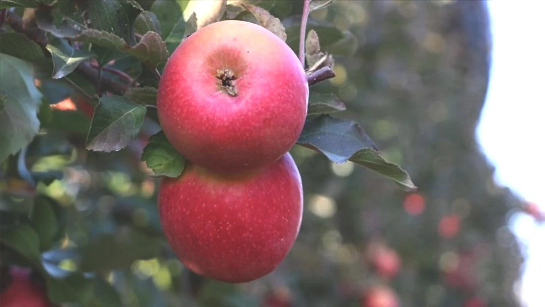 Bakanlık harekete geçti! Limon ve elma fiyatları için hamle 3